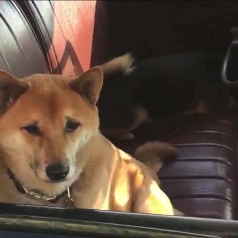 **perturabo used "*roll picture*"****perturabo rolled image**