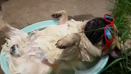 Typical cis scum, accusing me of being male.   
   
I sexually Identify as an Attack Helicopter. Ever since I was a boy I dreamed of soaring over the oilfields dropping hot sticky loads on disgusting foreigners. People say to me that a person being a helicopter is Impossible and I'm 			*******		 retarded but I don't care, I'm beautiful. I'm having a plastic surgeon install rotary blades, 30 mm cannons and AMG-114 Hellfire missiles on my body. From now on I want you guys to call me "Apache" and respect my right to kill from above and kill needlessly. If you can't accept me you're a heliphobe and need to check your vehicle privilege. Thank you for being so understanding.   
   
Check your facts, not your privilege