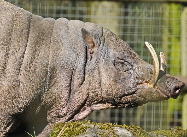Babirusa comp. Babirusa are notable for the long upper canines in the males. The upper canines of male babirusa emerge vertically from the alveolar process, pen