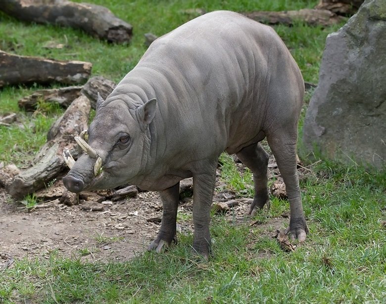 Babirusa comp. Babirusa are notable for the long upper canines in the males. The upper canines of male babirusa emerge vertically from the alveolar process, pen