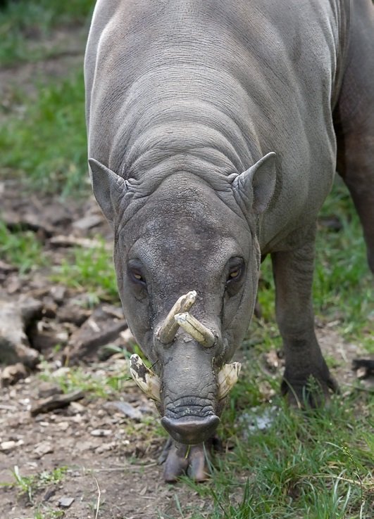 Babirusa comp. Babirusa are notable for the long upper canines in the males. The upper canines of male babirusa emerge vertically from the alveolar process, pen