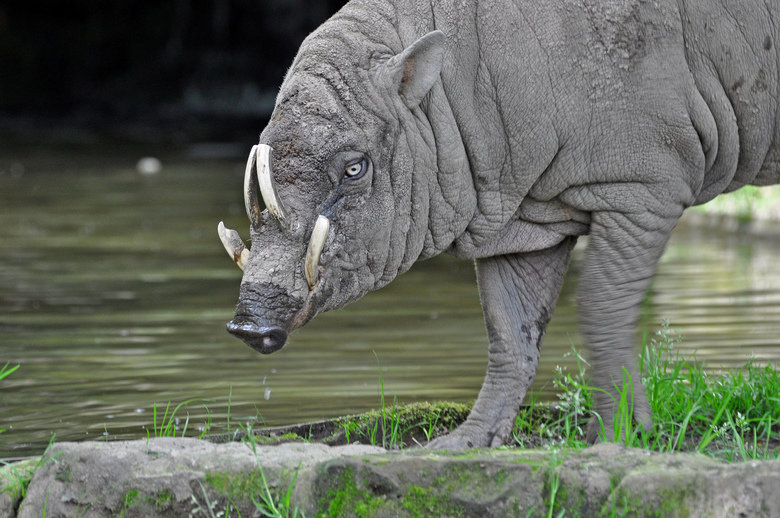 Babirusa comp. Babirusa are notable for the long upper canines in the males. The upper canines of male babirusa emerge vertically from the alveolar process, pen