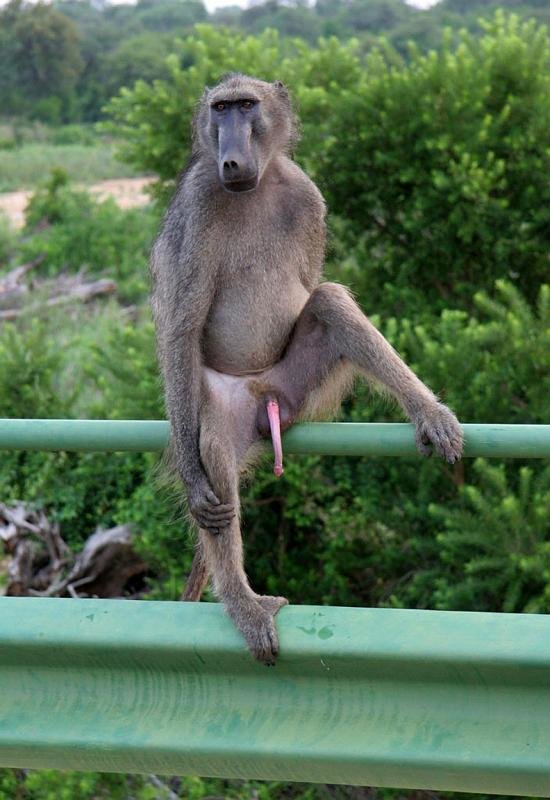 Baboon comp. .. No I R baboon 0/10