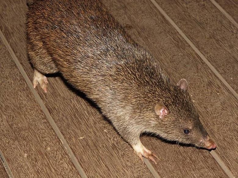 Bandicoot comp. The bandicoot is a marsupial meaning that the female bandicoot has a nursing pouch on her belly in which to nurse her developing young. Bandicoo