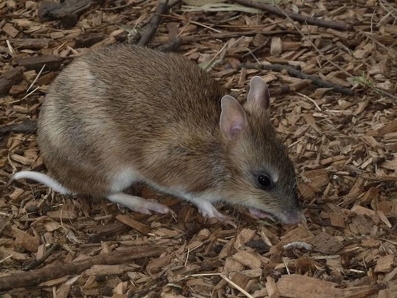 Bandicoot comp. The bandicoot is a marsupial meaning that the female bandicoot has a nursing pouch on her belly in which to nurse her developing young. Bandicoo