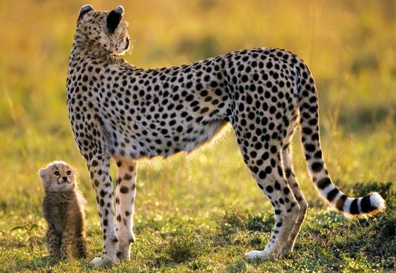 Beautiful animal pics (aka "AnimalPorn"). A three-month-old Sumatran tiger cub named Bandar reacts after being dunked in the tiger exhibit moat for a swimming t