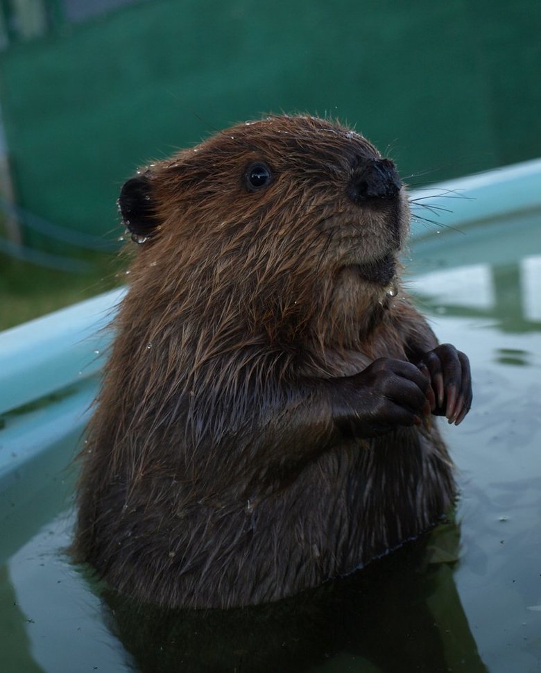 Beaver comp. .. Flagged - too much beaver showing