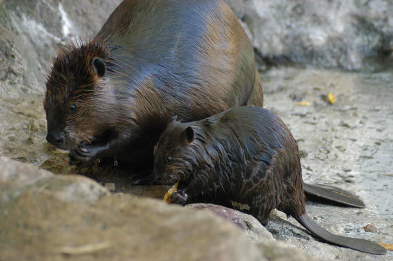 Beaver comp. .. Flagged - too much beaver showing