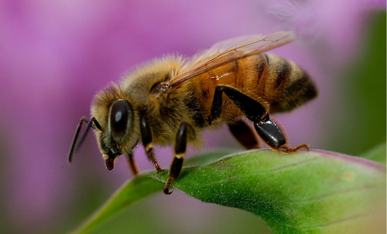 Bee comp. Beeswax is produced by the bees. Bees have special glands on their stomach that secrete the wax into little wax pockets on their stomach. The bee take