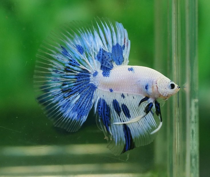 Betta comp. Unlike most fish that only breathe by collecting oxygen from the water through their gills, the betta can breathe below the water's surface as well 