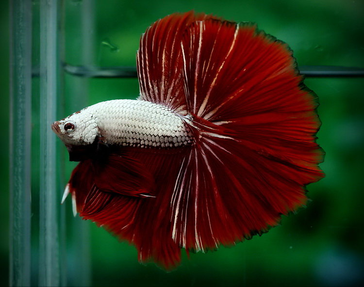 Betta comp. Unlike most fish that only breathe by collecting oxygen from the water through their gills, the betta can breathe below the water's surface as well 