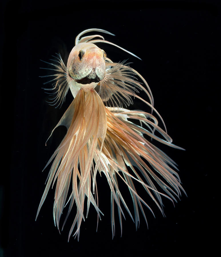 Betta comp. Unlike most fish that only breathe by collecting oxygen from the water through their gills, the betta can breathe below the water's surface as well 