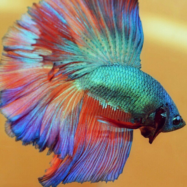 Betta comp. Unlike most fish that only breathe by collecting oxygen from the water through their gills, the betta can breathe below the water's surface as well 