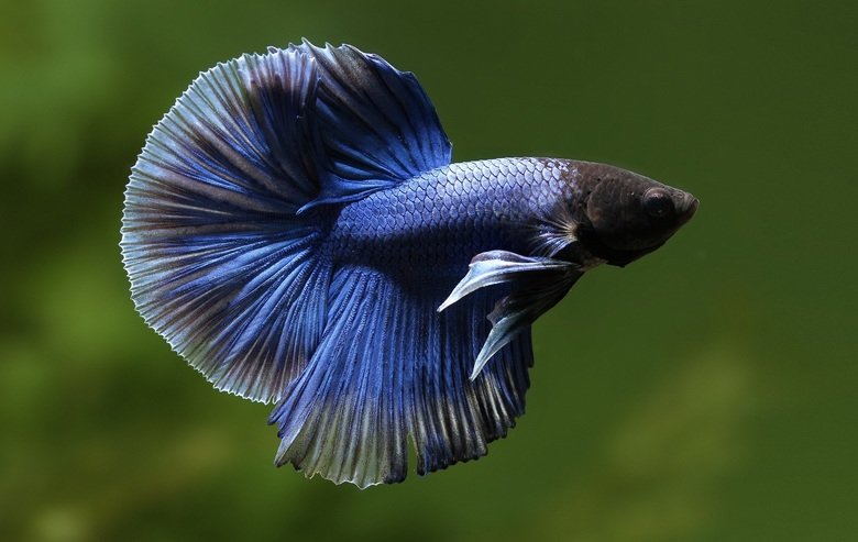 Betta comp. Unlike most fish that only breathe by collecting oxygen from the water through their gills, the betta can breathe below the water's surface as well 