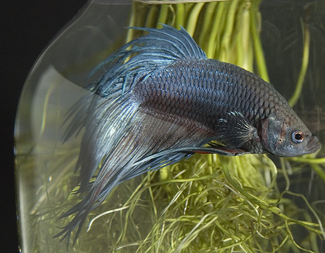 Betta comp. Unlike most fish that only breathe by collecting oxygen from the water through their gills, the betta can breathe below the water's surface as well 