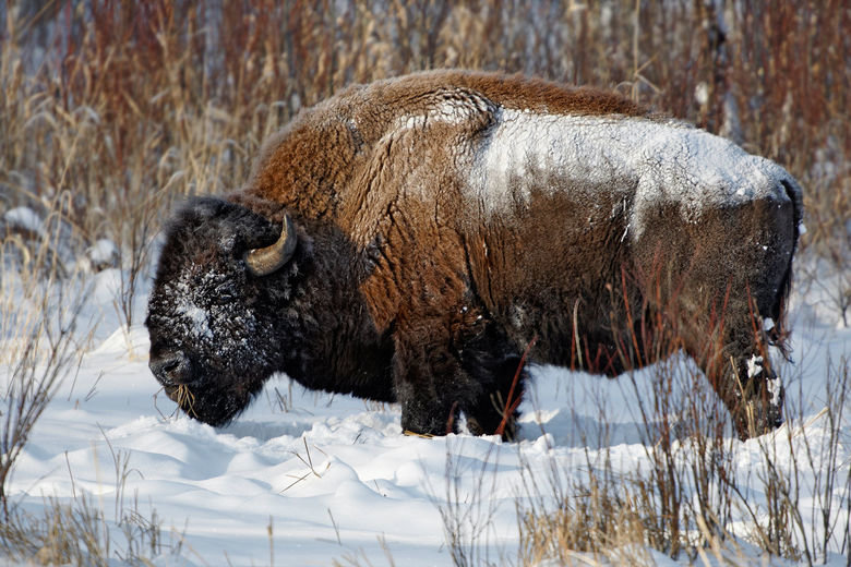 Bison comp. An estimated 20 to 30 million bison once dominated the North American landscape from the Appalachians to the Rockies, from the Gulf Coast to Alaska.