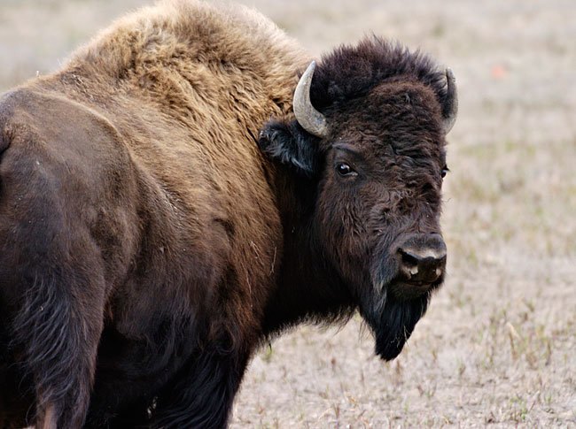 Bison comp. An estimated 20 to 30 million bison once dominated the North American landscape from the Appalachians to the Rockies, from the Gulf Coast to Alaska.