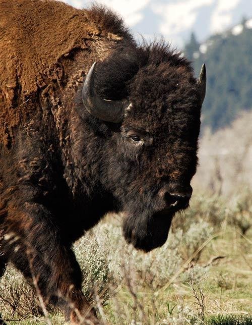 Bison comp. An estimated 20 to 30 million bison once dominated the North American landscape from the Appalachians to the Rockies, from the Gulf Coast to Alaska.