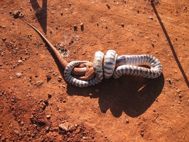 blackheaded python eating monitor lizard. only in Australia, apparently this took the snake 5 hours to eat.. imagine if an AlienTM or a zerg assimilated snake dna