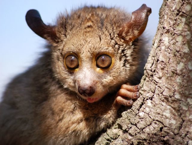 Bushbaby comp. Extremely swift and agile, bush babies leap like squirrels from branch to branch and hop on their hind legs on the ground. They feed on gums, ins