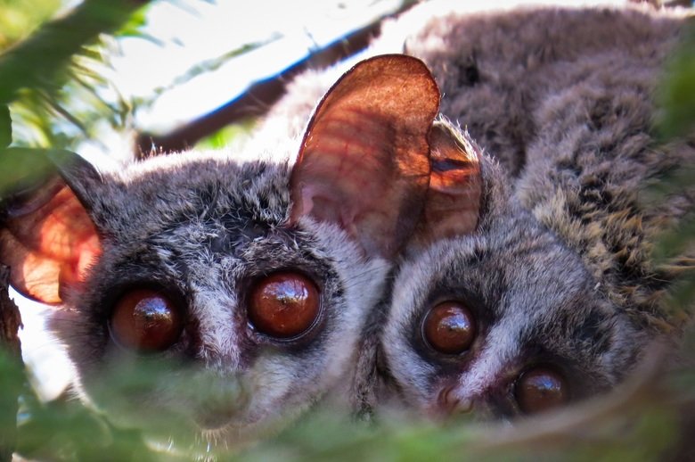 Bushbaby comp. Extremely swift and agile, bush babies leap like squirrels from branch to branch and hop on their hind legs on the ground. They feed on gums, ins