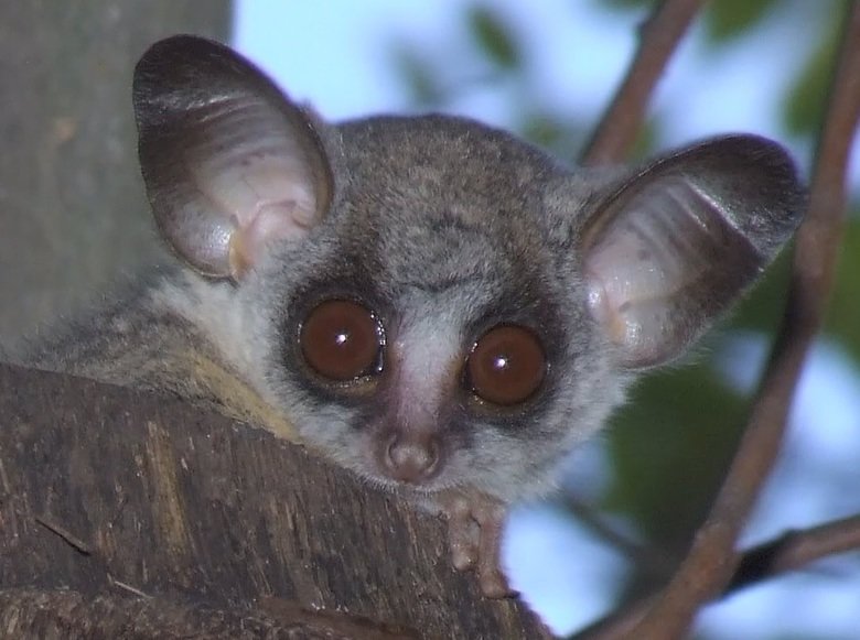 Bushbaby comp. Extremely swift and agile, bush babies leap like squirrels from branch to branch and hop on their hind legs on the ground. They feed on gums, ins