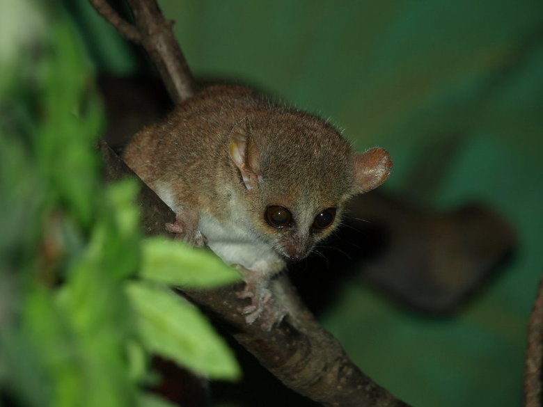 Bushbaby comp. Extremely swift and agile, bush babies leap like squirrels from branch to branch and hop on their hind legs on the ground. They feed on gums, ins