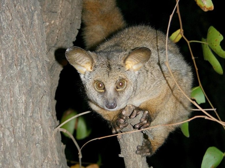Bushbaby comp. Extremely swift and agile, bush babies leap like squirrels from branch to branch and hop on their hind legs on the ground. They feed on gums, ins