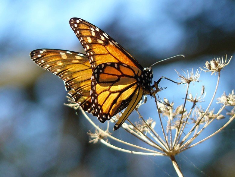 Butterfly comp. Butterflies have the typical four-stage insect life cycle. Winged adults lay eggs on the food plant on which their larvae, known as caterpillars