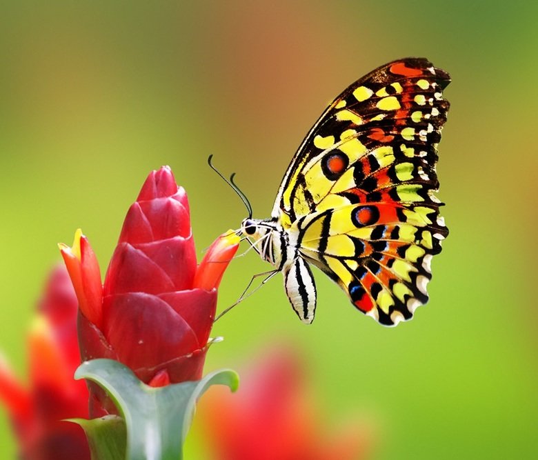 Butterfly comp. Butterflies have the typical four-stage insect life cycle. Winged adults lay eggs on the food plant on which their larvae, known as caterpillars
