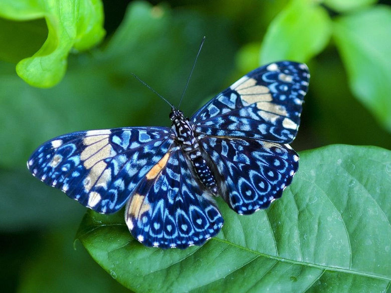 Butterfly comp. Butterflies have the typical four-stage insect life cycle. Winged adults lay eggs on the food plant on which their larvae, known as caterpillars