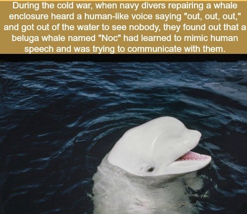 Fact Comp. I can't wait to lap the man fat from his spam javelin. Some girls are happy just to tune the tuna when they're alone, but I can't get off without hav