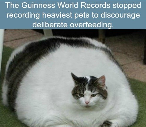 Fact Comp. I can't wait to lap the man fat from his spam javelin. Some girls are happy just to tune the tuna when they're alone, but I can't get off without hav