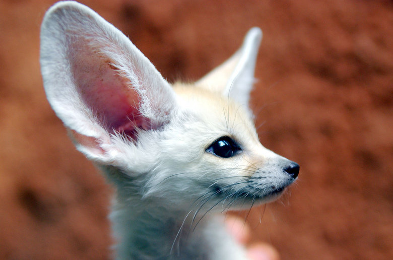 Fennec fox comp. These foxes dwell in small communities, each inhabited by perhaps ten individuals. Like other canids, male fennecs mark their territory with ur