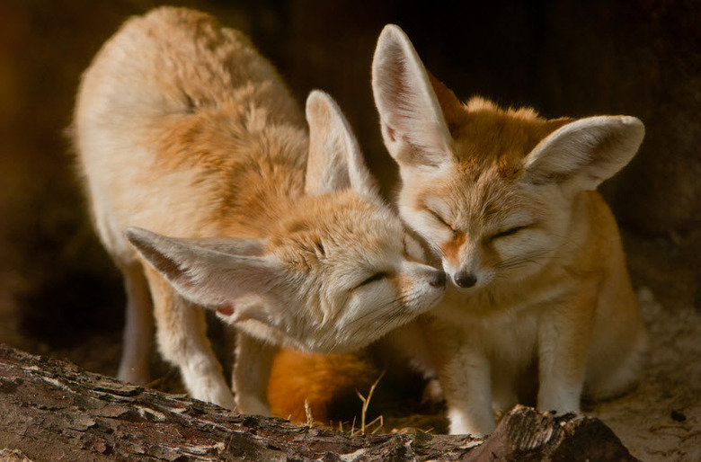 Fennec fox comp. These foxes dwell in small communities, each inhabited by perhaps ten individuals. Like other canids, male fennecs mark their territory with ur