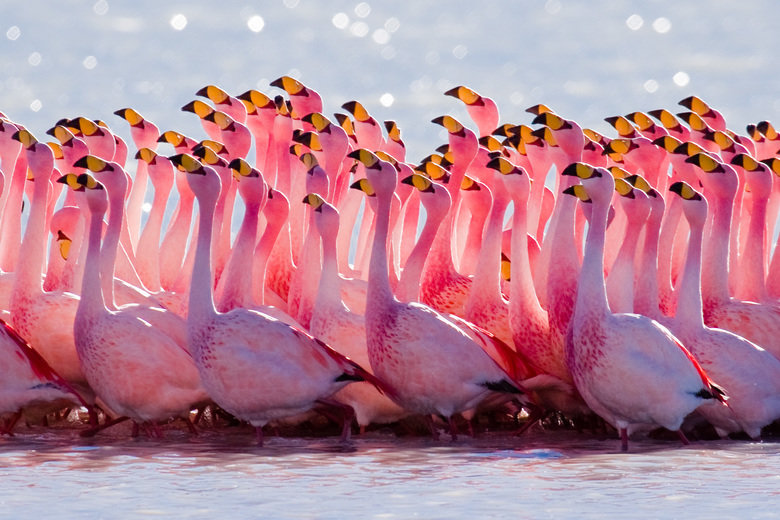 Flamingo comp. During mating, the Flamingos will pair up and they stay with each other after mating to create the nest for the egg. Then also work as a team to 