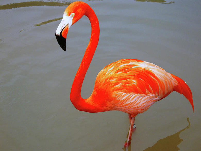 Flamingo comp. During mating, the Flamingos will pair up and they stay with each other after mating to create the nest for the egg. Then also work as a team to 