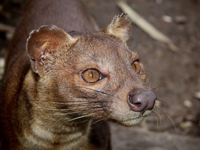 Fossa comp. A relative of the mongoose, the fossa is unique to the forests of Madagascar, an African island in the Indian Ocean. Growing up to 6 feet (1.8 meter