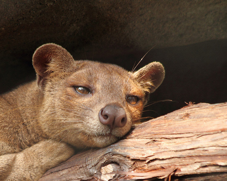Fossa comp. A relative of the mongoose, the fossa is unique to the forests of Madagascar, an African island in the Indian Ocean. Growing up to 6 feet (1.8 meter