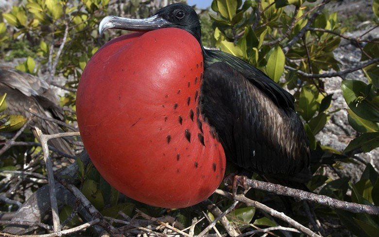 Frigatebird comp. The frigatebird is a large species of sea-bird that has an enormous wingspan that often exceeds two meters in length. Male frigatebirds are mo