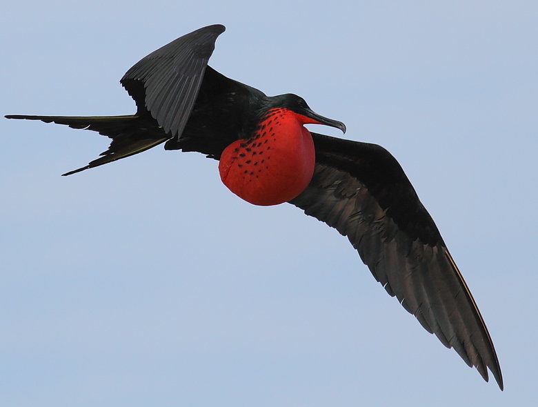 Frigatebird comp. The frigatebird is a large species of sea-bird that has an enormous wingspan that often exceeds two meters in length. Male frigatebirds are mo