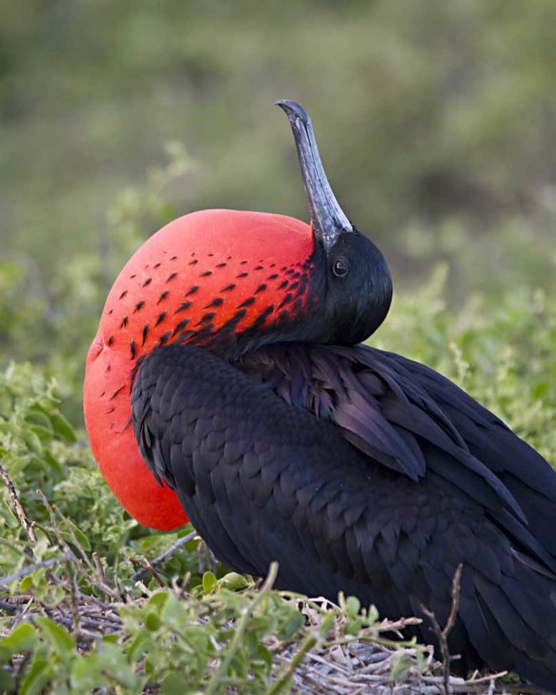 Frigatebird comp. The frigatebird is a large species of sea-bird that has an enormous wingspan that often exceeds two meters in length. Male frigatebirds are mo