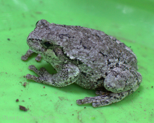 Frog comp. .. those pepes look pretty rare