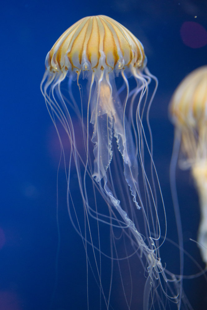 Jellyfish comp. Jellyfish eat many different types of things, such as small plants (phytoplankton), copepods (crustacean zooplankton), fish eggs and other small
