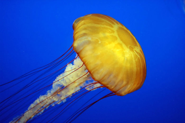 Jellyfish comp. Jellyfish eat many different types of things, such as small plants (phytoplankton), copepods (crustacean zooplankton), fish eggs and other small