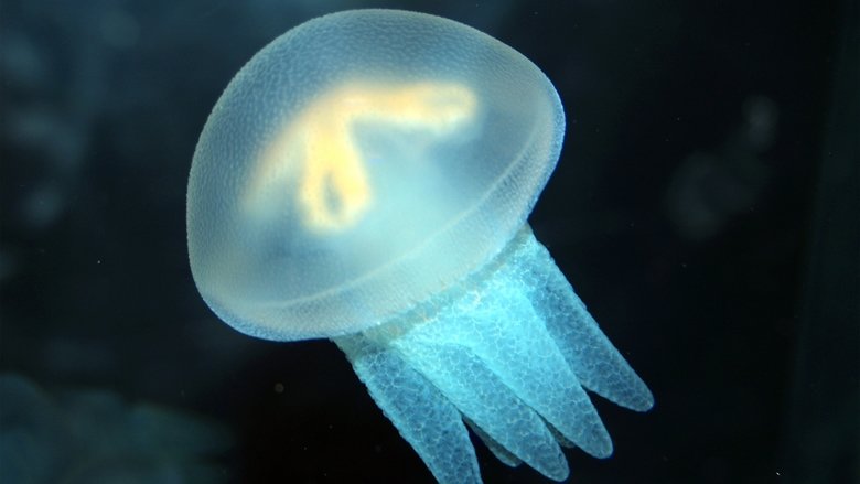 Jellyfish comp. Jellyfish eat many different types of things, such as small plants (phytoplankton), copepods (crustacean zooplankton), fish eggs and other small