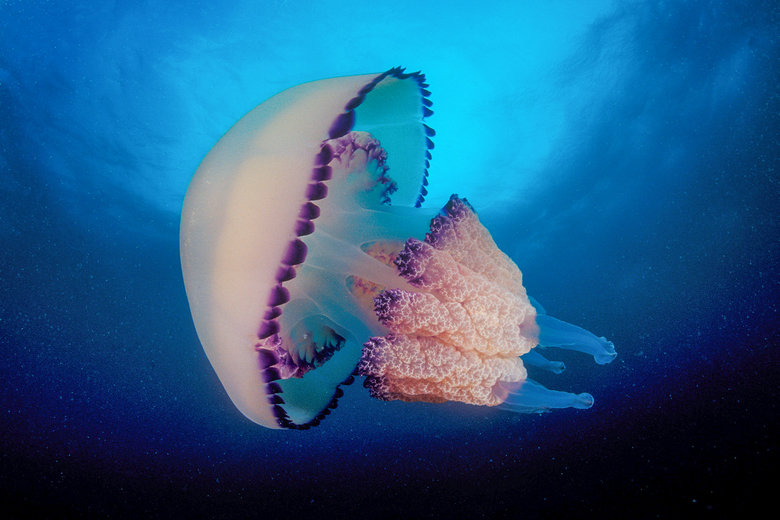 Jellyfish comp. Jellyfish eat many different types of things, such as small plants (phytoplankton), copepods (crustacean zooplankton), fish eggs and other small