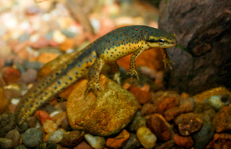 Newt comp. Newts, as with salamanders in general, serve as bioindicators because of their thin, sensitive skin and evidence of their presence (or absence) can s