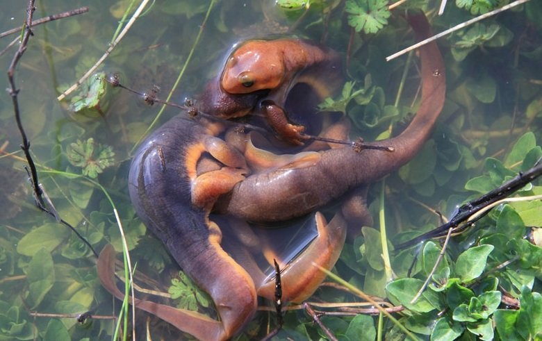 Newt comp. Newts, as with salamanders in general, serve as bioindicators because of their thin, sensitive skin and evidence of their presence (or absence) can s