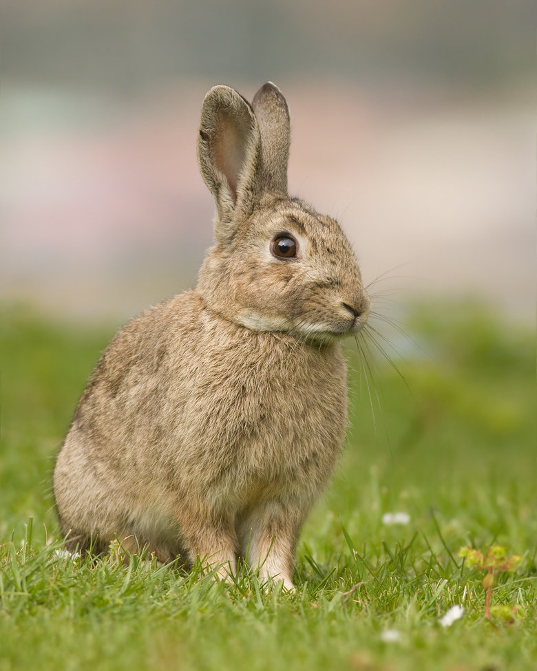 Rabbit comp. Rabbits are small mammals in the family Leporidae of the order Lagomorpha, found in several parts of the world. There are eight different genera in